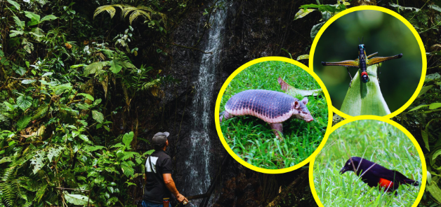 El milagro biológico entre el asfalto y el hormigón: Un magistral documental expone a Medellín como un santuario de biodiversidad global con cientos de especies ocultas